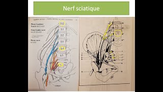 Le nerf sciatique ou ischiatique où passetil [upl. by Odoric27]