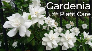 Gardenia Plant Care  Gandharaj Flower  How to Grow Gardenia Flower  Cape Jasmine  গন্ধরাজ ফুল [upl. by Blondell]