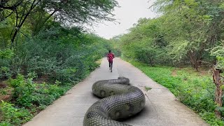 Biggest Snake Ever Found in Real Life HD Video TB FILMS [upl. by Evalyn]