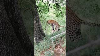 leopard hanting shortvideo altafhussain231 wildlife [upl. by Narod]