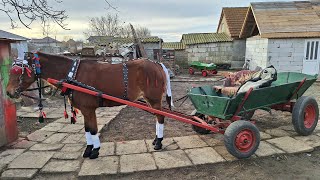 IRINA 11 de boboteaza cailor mihail kogălniceanu 2024‼️🐴🏇 [upl. by Enttirb208]