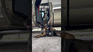 How Does Your Dog Enter The Vehicle belgianmalinois smartdog dogs [upl. by Leuamme647]