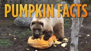 Pumpkin Facts  SKUNK BEAR [upl. by Nylram]