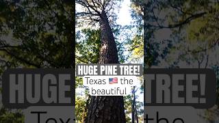 Huge Pine tree America the beautiful ❤️ [upl. by Gerfen771]