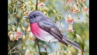 Rose Robin and Brachychiton in Watercolour [upl. by Sirovaj]