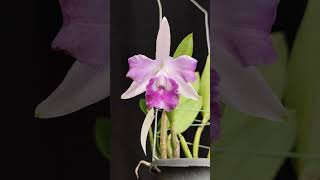 Cattleya Cariads Mini Quinee Angel Kiss orchid nature [upl. by Eirene34]