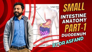 Small intestine  Duodenum anatomy [upl. by Aaren]