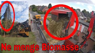 Ne Menge Biomasse  Baumpflege Mertens [upl. by Ahsie767]