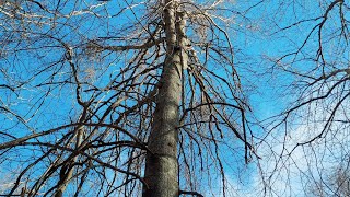 Barkin up the right oak Part 3  Pin and Chinkapin Oaks [upl. by Lerrej]