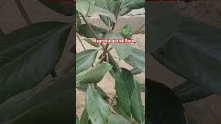 magnolia magnoliagrandiflora shortsfeed trending youtubeshorts meerut floraofmeerut [upl. by Lewellen]