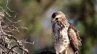 Broadwinged Hawk [upl. by Namyaw]