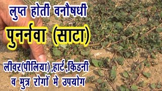 Vanoshadhi1पुनर्नवाliverheartkidney problem में रामबाण उपाय herb plantDrManojYogacharya [upl. by Arrio79]