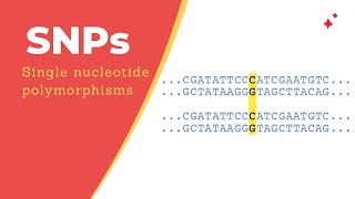 Single Nucleotide Polymorphisms SNPs [upl. by Donadee]