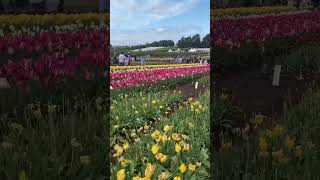 Tesselaar Tulip Festival Silvan Victoria [upl. by Annoval]