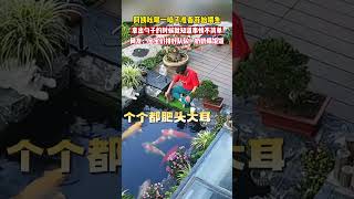 阿姨吆喝一声准备喂鱼，拿出勺子的那一刻就知道事情不简单…… 搞笑鱼 萌宠 [upl. by Vasta]