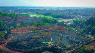 Kodala Tea Estate Rangunia Aerial views  Bangladesh in 4K [upl. by Acirretahs564]