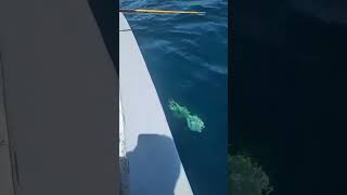 Pesca de pez 🐠 Dorado Bahía de Los Ángeles BC viralvideo pesca mahimahi [upl. by Harolda]