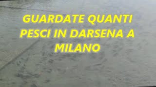 A PESCA CON LA BOLOGNESE MARTINA IN DARSENA A MILANO DIVERSE CATTURE DI TINCA PERSICO BARBO [upl. by Aciretal]