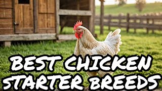 Best chicken breeds for beginners [upl. by Ahsin223]