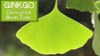 Ginkgo Biloba Leaf Circulatory Stimulant and Brain Tonic [upl. by Helen358]