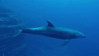 Scuba diving in Mexico Socorro Island San Benedicto Roca Partida [upl. by Ardnasal]