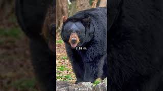 Conoce al Baribal El Oso Negro Americano Ursus americanus [upl. by Etz772]