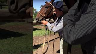 El mejor consejo para poner el Bocado de cuero por amilcar unane 🇦🇷 🐴 caballos [upl. by Child]