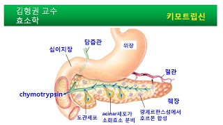 소화효소 chymotrypsin 작용기작 [upl. by Nimrac745]