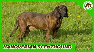 Hanoverian Scenthound Exotic and Rare Breed of Dog [upl. by Elad]