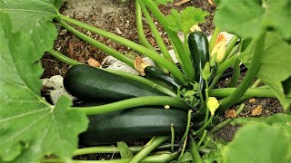 Zucchini the easiest vegetable to grow good option for beginners [upl. by Gnouhk265]