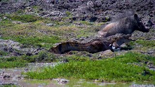 Crocodile Goes After Warthog [upl. by Wincer]