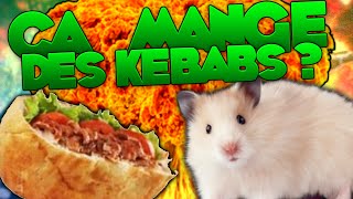 ÇA MANGE DES KEBABS LES HAMSTERS [upl. by Laeira454]