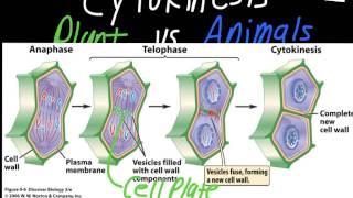 Cytokinesis Plant vs Animal Cells [upl. by Zennas]