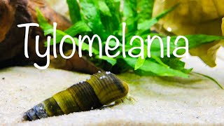 Tylomelania 🐌 aus SulawesiIndonesien [upl. by Michaella]