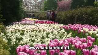 Keukenhof in volle bloei [upl. by Hallette]