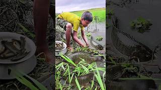 Incredible Fishing By Hand In Rainy Mud Water fishing shorts Asian Country Fishing shorts india [upl. by Carling]