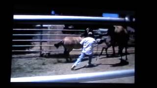 Dangerous Horses  Foolish Horse People  Ignorant Horse Trainers  Horse Sport Abuses [upl. by Haet347]