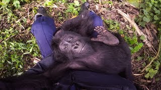 GoPro Saving Lulingu the Baby Gorilla with GRACE in 4K [upl. by Zared]