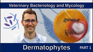 Dermatophytes Part 1  Veterinary Bacteriology and Mycology [upl. by Ataynik]