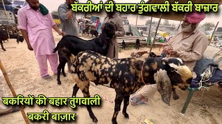 बकरियों की बहार तुंगवाली बकरी बाज़ार farmingbaba Tungwali bakri bazar goat market Bathinda Punjab [upl. by Agathe]