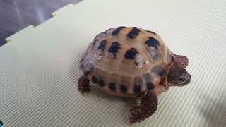 Trunky the Horsefield Tortoise exploring after bath veronikakoleva2372 [upl. by Ahsitil]