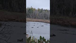 Oct2324 shorts nature canadageese music johnnycash [upl. by Ellimaj]