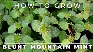 Complete Guide to Blunt Mountain Mint Pycnanthemum muticum [upl. by Kara]