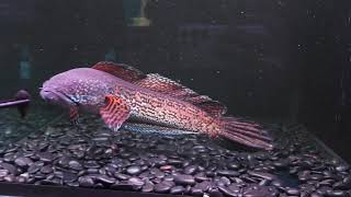 半年紀錄 顏色越來越棒 黃金眼鏡蛇雷龍 Orangespotted snakehead バイオレットスネークヘッド 【養魚日記】20230211 [upl. by Joel669]