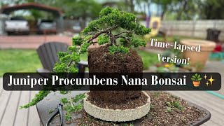 Juniper Procumbens Nana Bonsai TimeLapsed [upl. by Nyllek]