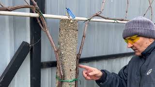 Magas művelésű szőlő metszése 1 20230224  Pruning of high cultured grapes 1 24022023 [upl. by Siravart]