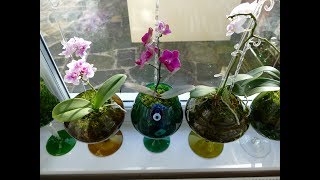 How to Style an Orchid Plant Retro Glass Vases Orchids Update Green Moss [upl. by Nerad]