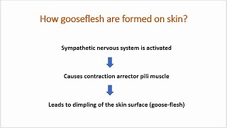 How are gooseflesh formed on skin [upl. by Tnecnivleahcim962]