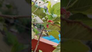 Mulberry plant in our terrace garden 🏡😍👌dosubscribe like share supportme [upl. by Gnat]