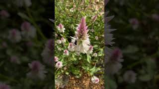 Pollinators of Celosia argentea  medicinal Odisha wild [upl. by Polard498]